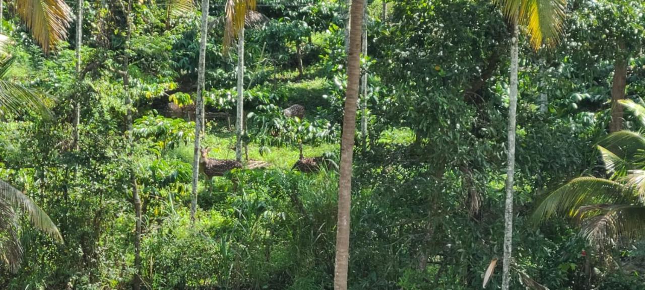 Kalidasa Tree House And Villa, Wayanad Chegat Exterior photo